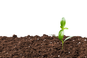 Young plant isolated on white
