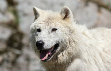 Obraz na płótnie Canvas jeune loup arctique