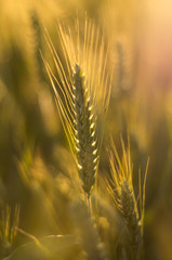 Dojrzały kłos pszenżyta © rnfotografiapl