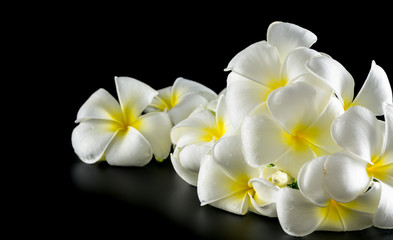 white Plumeria on black background