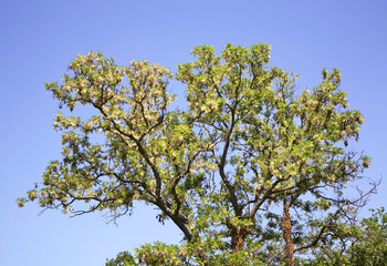 Tree in Aladzha. Bulgaria