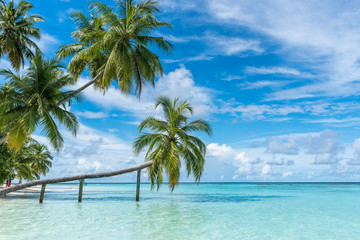 Palmen auf den Malediven mit blauem Himmel