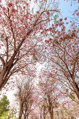 Pink flowers tree in the park.