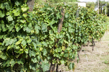 Fototapeta na wymiar Vineyards sunny day with white ripe clusters of grapes. Italy Lake Garda.