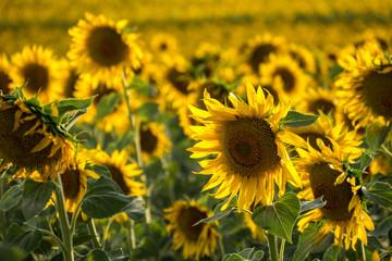 Campo de girasoles