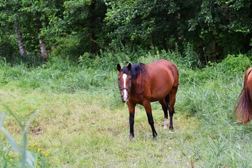 Pferd auf der Weide