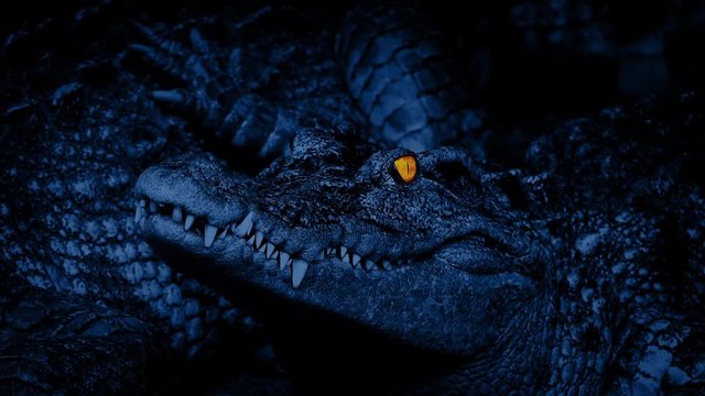 Crocodile With Eyes Glowing