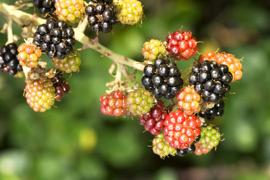 fresh ripe blackberry , mulberry fruit , growing on branch , food background