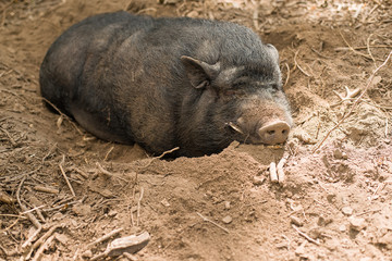 The wild boar with fangs lying in the dirt
