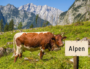 Fototapeta na wymiar Alpen Schild mit Kuh