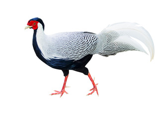 Fototapeta premium Silver pheasant bird isolated on white