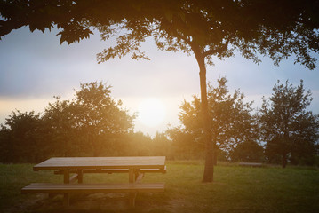Obraz premium Backlit shot of a wooden picnic bench under a large tree on lush green grass at sunset