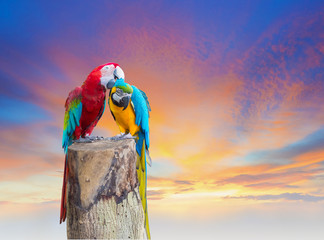macaw parrott birds on colorful sky