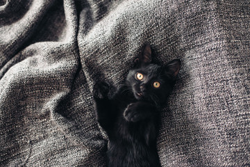 Kitten on blanket