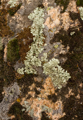 Light and dark lichen. / light and dark lichen on the stone. close-up, macro. 