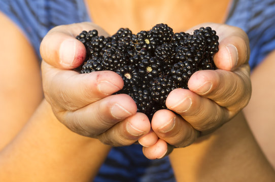 fresh ripe blackberry , mulberry fruit , in hands of unfocused woman