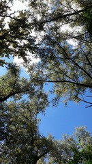 Trees on blue sky background
