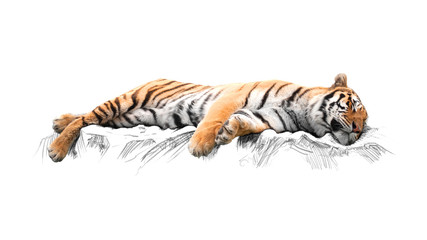 Sleeping tiger, isolated on white background