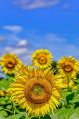 Fototapeta premium ヒマワリの花 