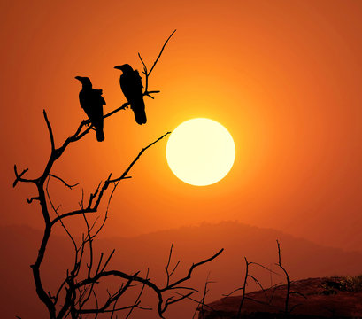 Silhouette branch of dead tree and crow