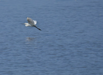 Fototapeta na wymiar airone bianco in volo sul lago
