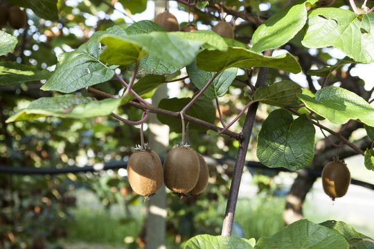 Bushes with ripe kiwi large fruits. Italy agritourism