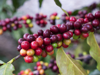 Coffee cherries