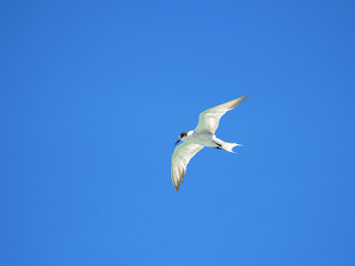 small seagull bird flying in midair on blue sky