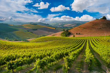 Fototapeta na wymiar Rows of vineyard among hills