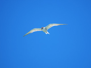 small seagull bird flying in midair on blue