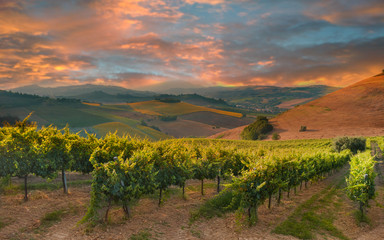 Rangées de vignoble parmi les collines au coucher du soleil