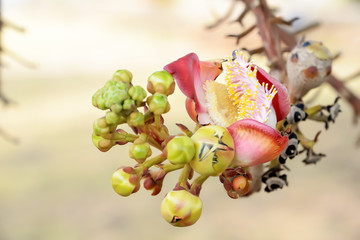Cannonball Tree