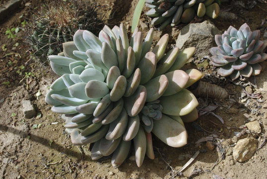 Dudleya caespitosa is a decorative succulent plant known by several common names, including Sealettuce, Sand lettuce, and Coast dudleya.