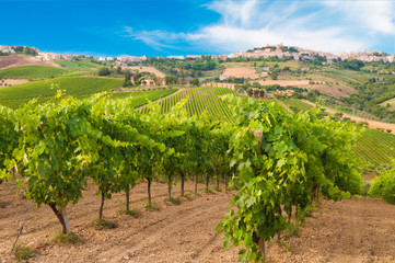 Fototapeta na wymiar Rows of vineyard among hills