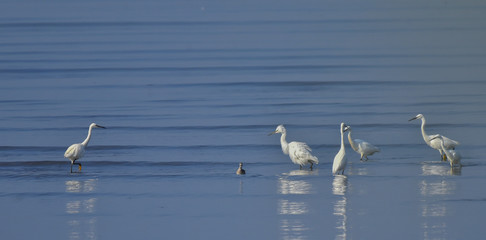 gruppo di garzette sul lago