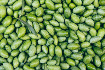 Fresh harvested green olives. Freth green olives background