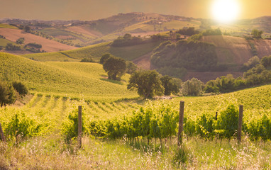 Fototapeta na wymiar Rows of vineyard among Hills on sunset