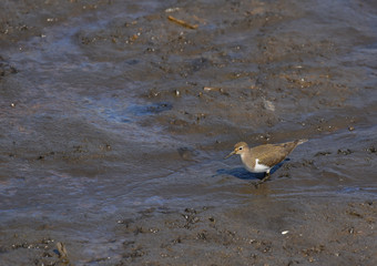 piro piro piccolo cammina nel fango