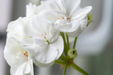 Fototapeta na wymiar Close up of fresh white flower: an elegant background