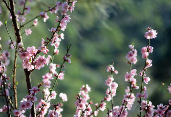 Cherry blossoms in soft afternoon light. Green background with copy space.