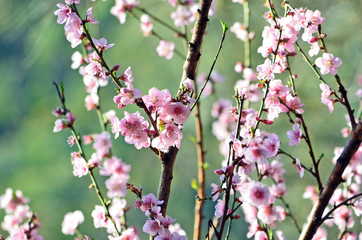 Cherry blossoms in soft afternoon light. Green background.