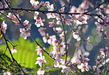 Cherry blossoms in soft afternoon light