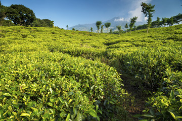 Fototapeta na wymiar Tea plantations at Java, Indonesia
