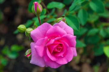 Pink rose