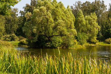 Fototapeta premium A small pond surrounded by trees