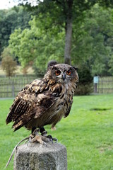 Eagle owl