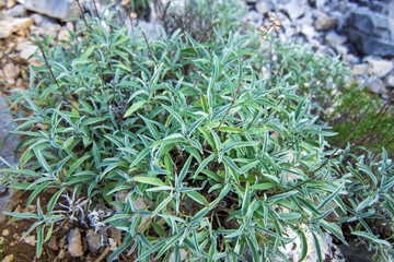 Mediterranean medical herb sage