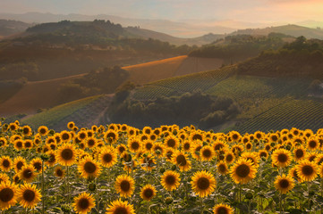Field of sunflowers among hills on sunset © Maresol
