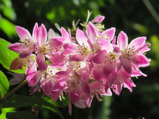 Sunlight catching pink Ribus flowers
