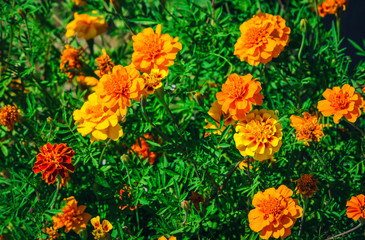 Bright orange and yellow marigolds, beautiful summer flowers
